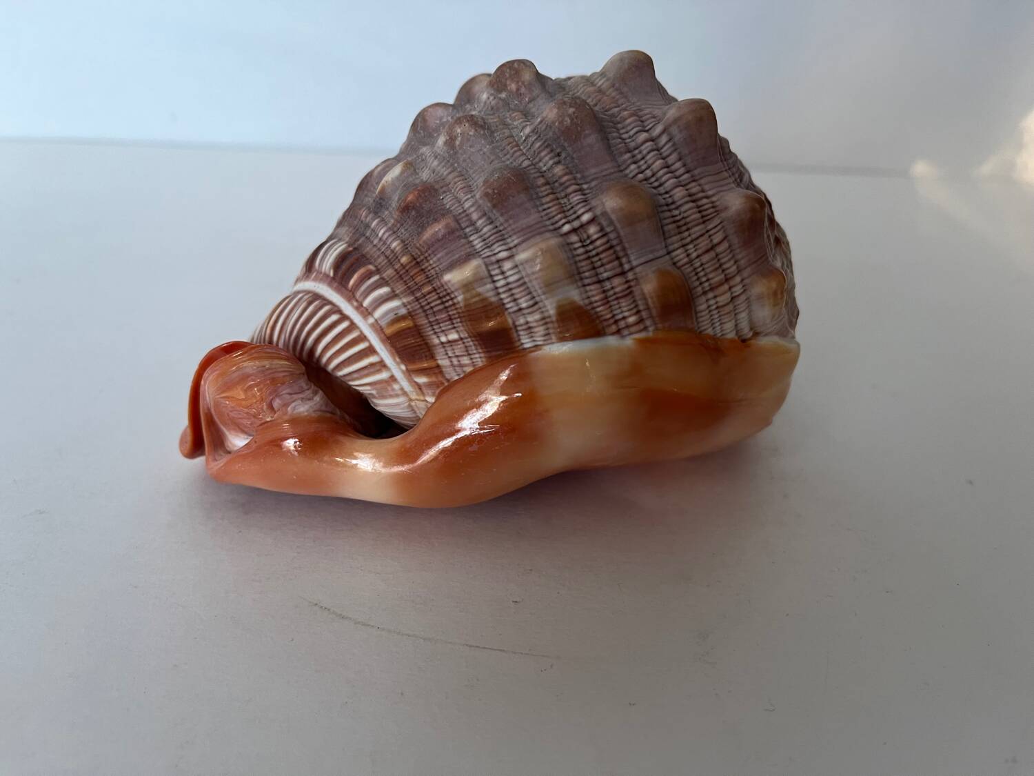 Ciprea blackcurrant rufa seashell