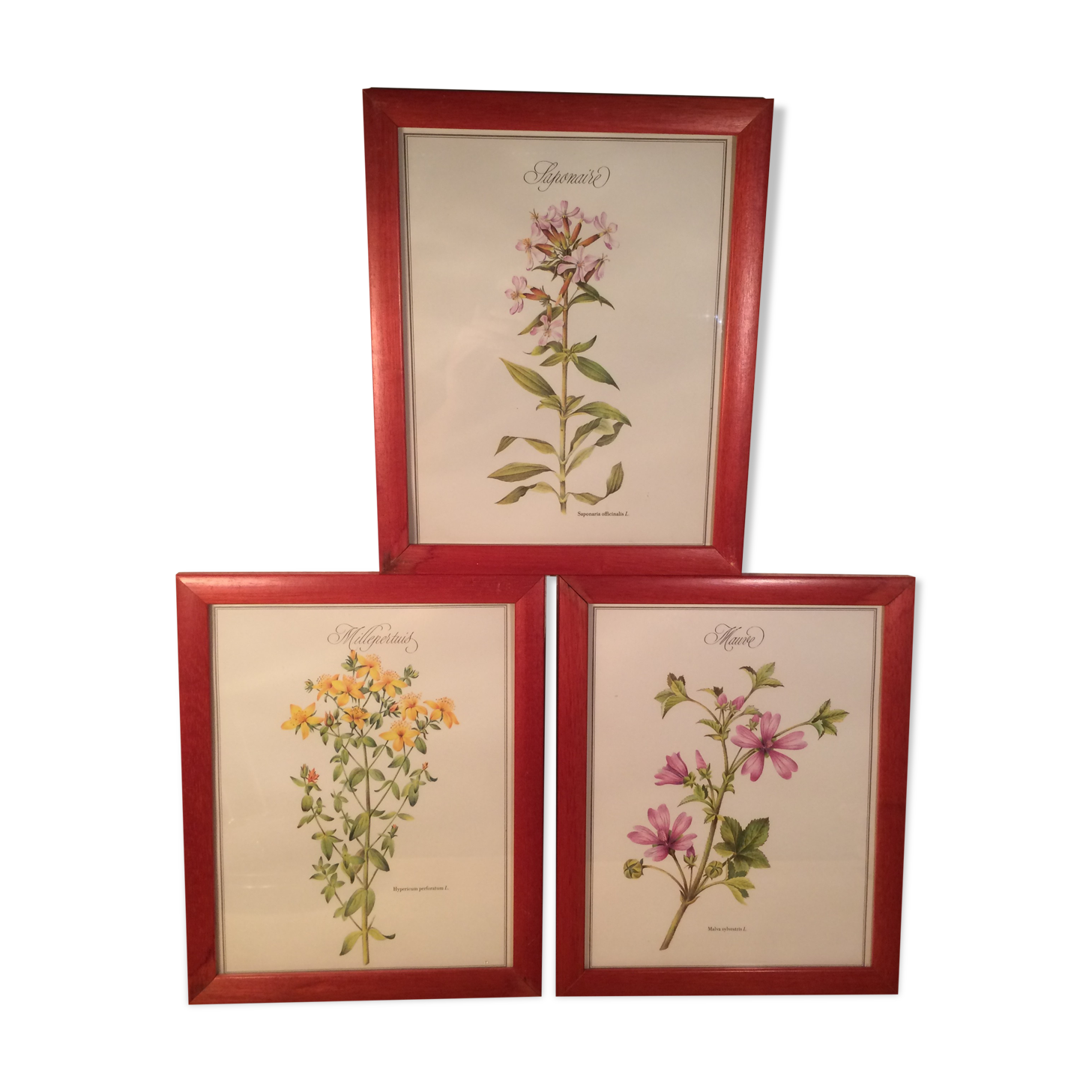 3 framed botanical posters, St. John's wort, purple, saponnary