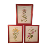 3 affiches botaniques encadrées, millepertuis, mauve, saponaire