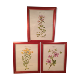 3 framed botanical posters, St. John's wort, purple, saponnary