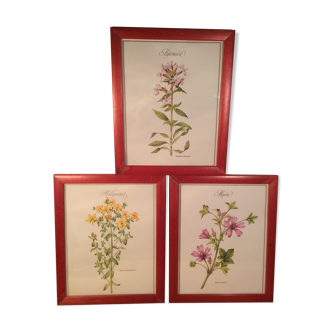 3 framed botanical posters, St. John's wort, purple, saponnary