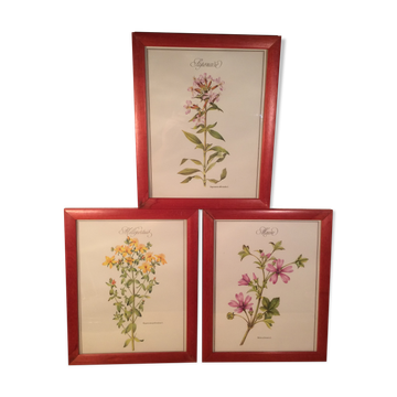 3 framed botanical posters, St. John's wort, purple, saponnary
