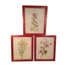 3 framed botanical posters, St. John's wort, purple, saponnary