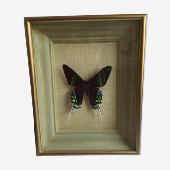 Large Butterfly vintage from the 60s