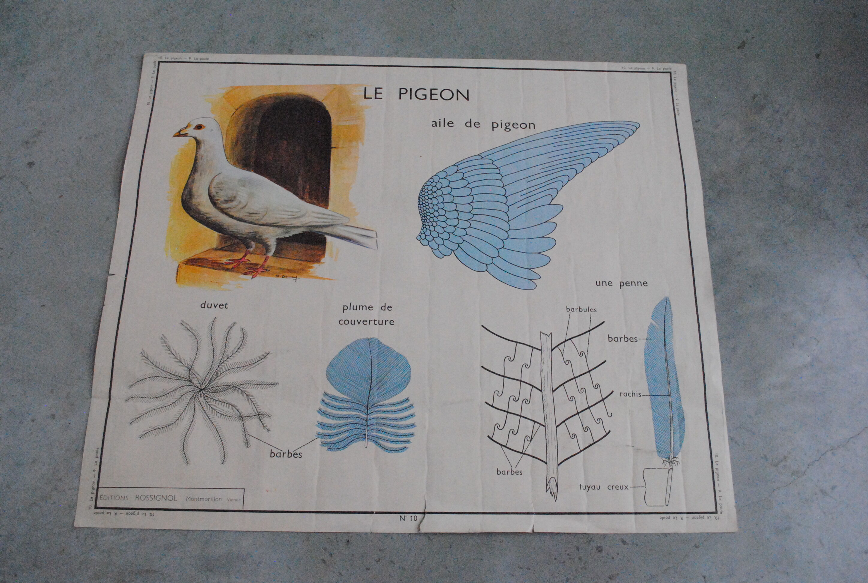 School map The hen and pigeon editions Rossignol