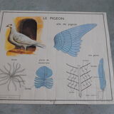 School map The hen and pigeon editions Rossignol