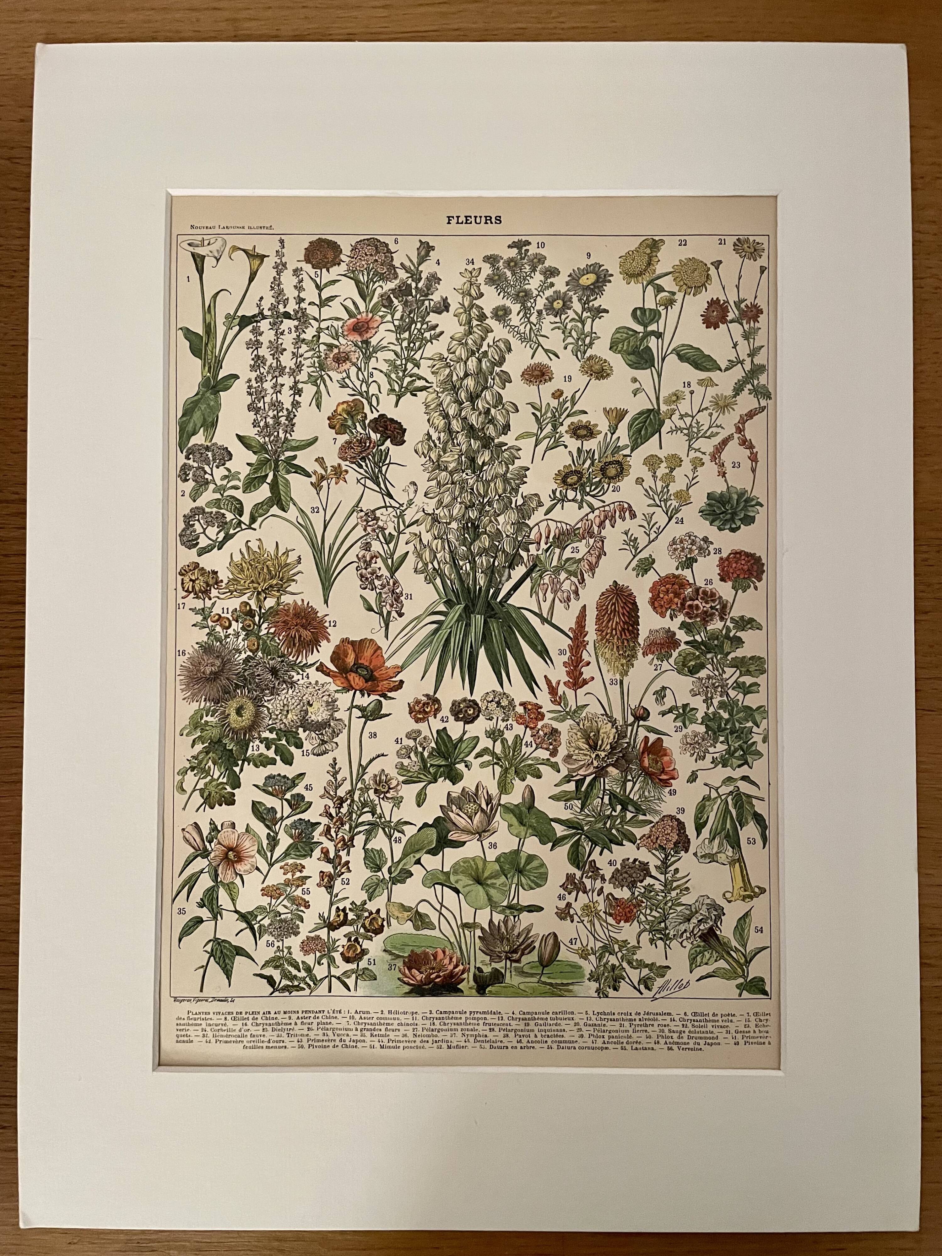 Lithographie sur les fleurs (amarante) - 1900