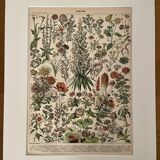 Lithograph on flowers (amaranth) - 1900