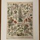 Lithographie sur les fleurs (amarante) - 1900