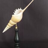 Cabinet of curiosities tibia fusus shell on base