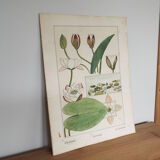 Water lily botanical board