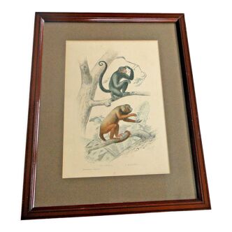 Old animal engraving xixth illustration travies art framing cabinet of curiosities n° 5