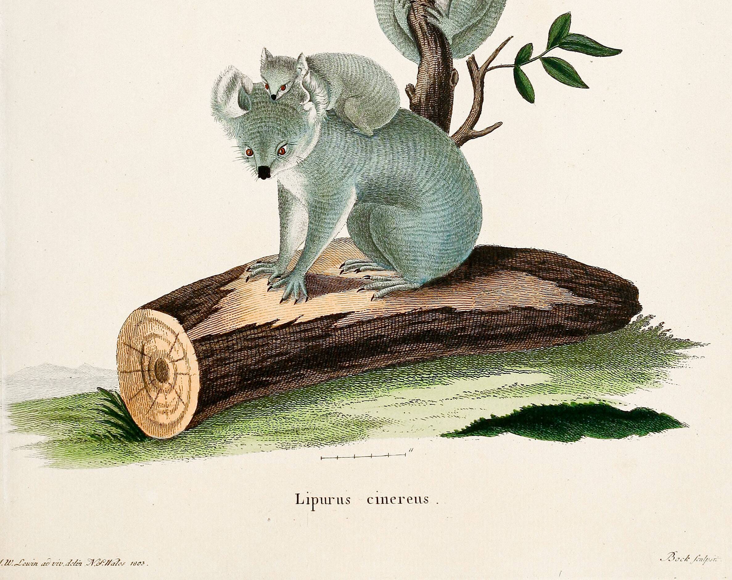 Poster about the Koala, based on an old engraving from 1774.