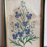 Botanical vintage illustration