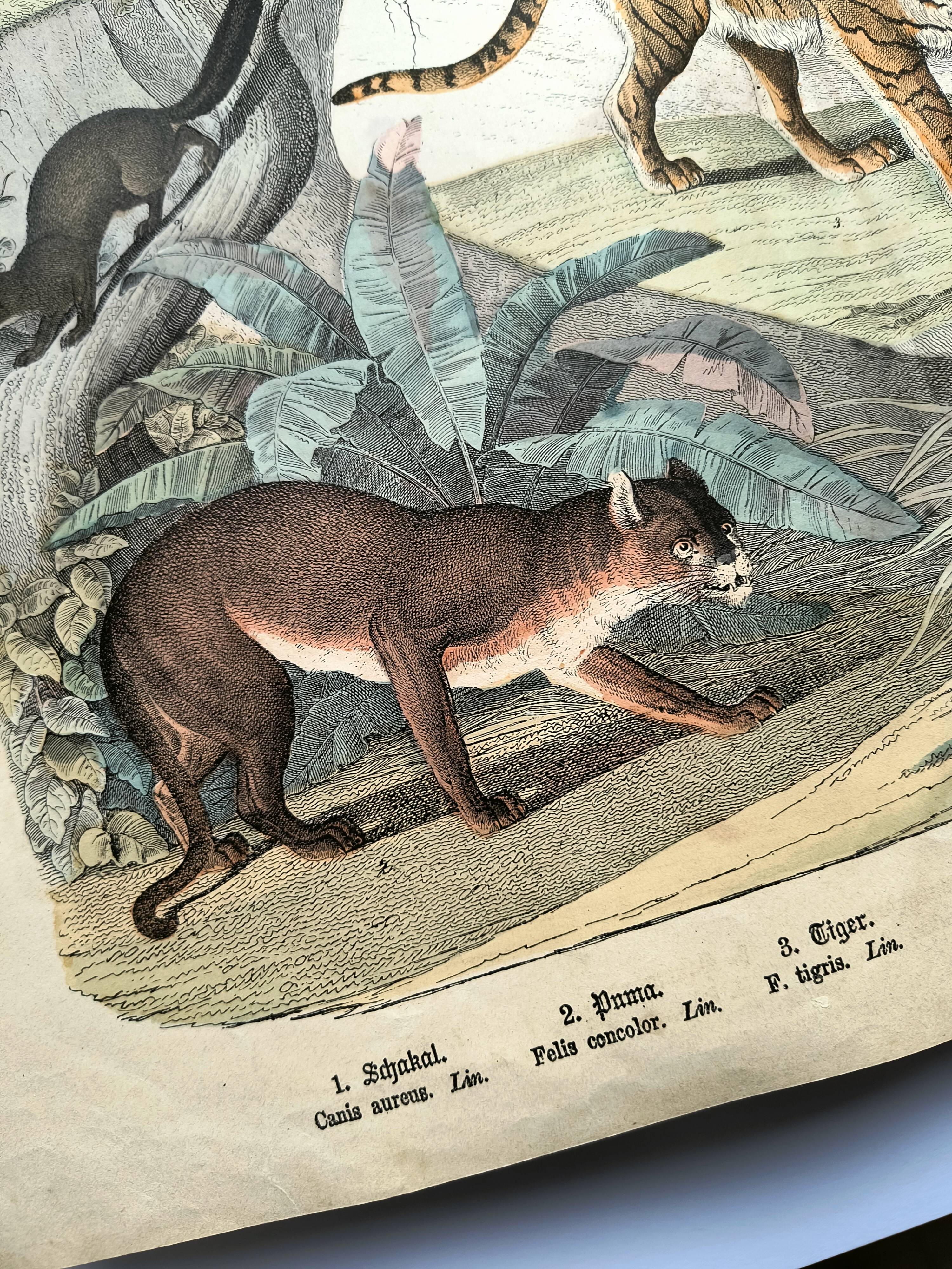 Large antique engraving, 1886 - Tigers and mammals. Lithograph plate