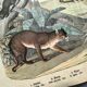 Large antique engraving, 1886 - Tigers and mammals. Lithograph plate