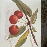 Fruit drawings