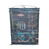 Educational poster La Moëlle épinière Auzoux P. Sougy