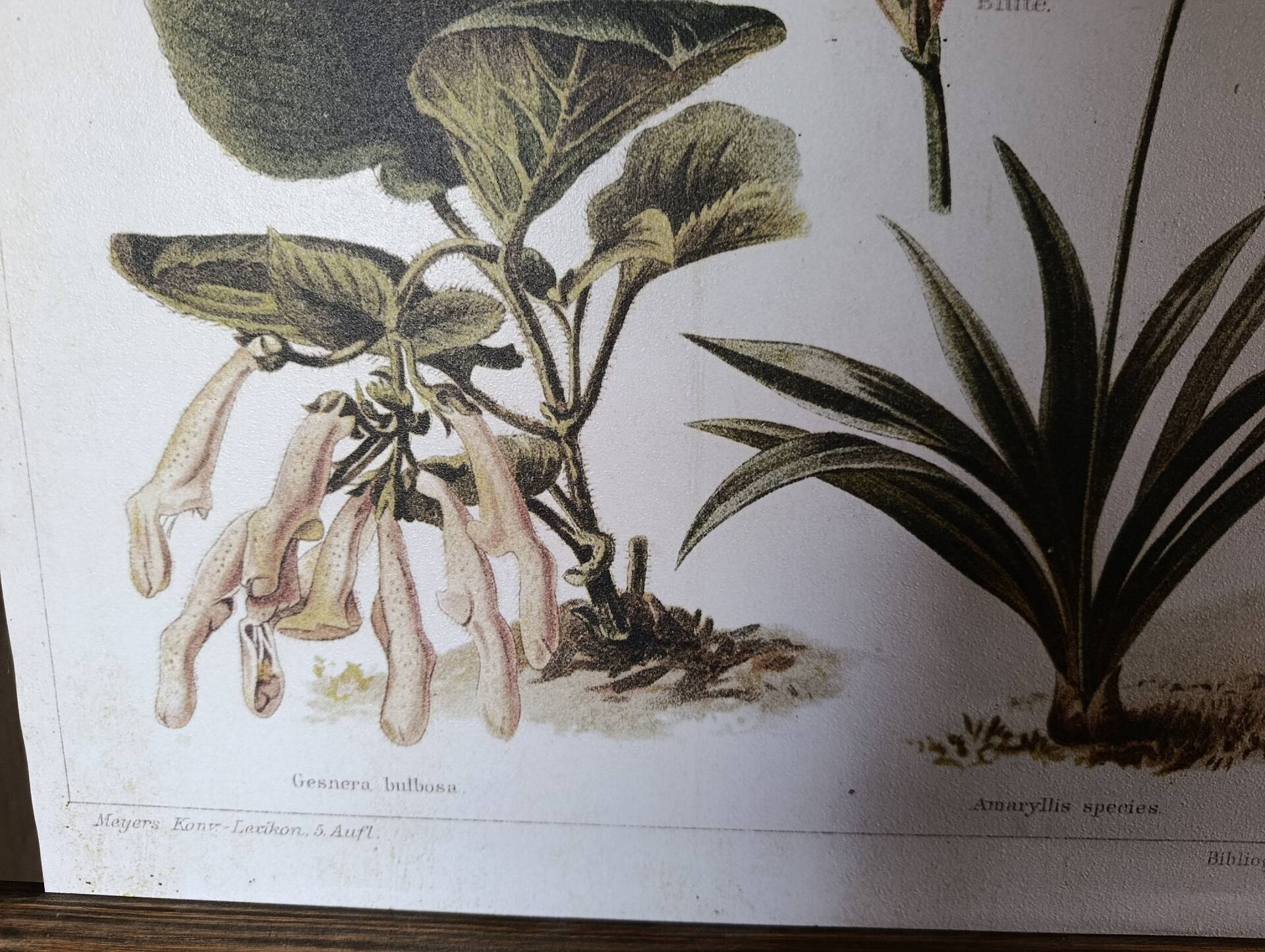 wall poster reproduction of an antique botanical plate