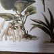 wall poster reproduction of an antique botanical plate