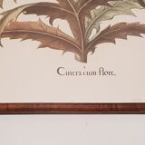 Old Botanical poster framed