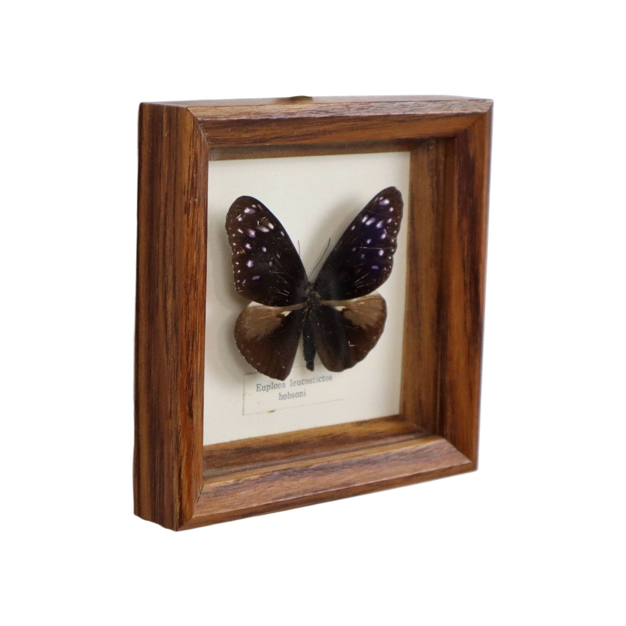 Framed Tropical Butterfly Gold Frame Asia Taxidermy 15cm