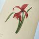 Antique botanical engraving -1955- Amaryllis - St. Jacques Lily- by PJ. Redouté. Vintage nature
