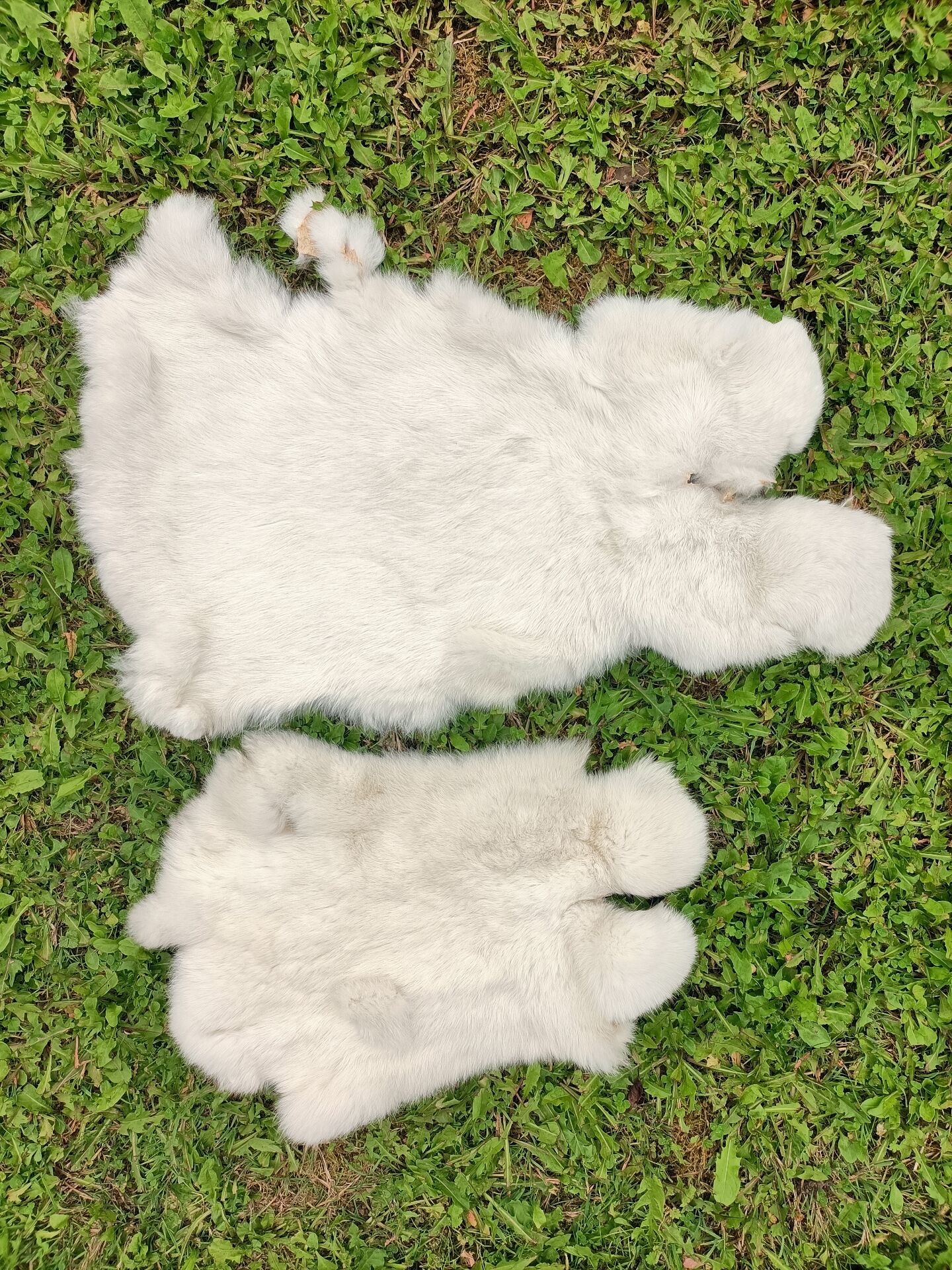 Peau de Lapin véritable