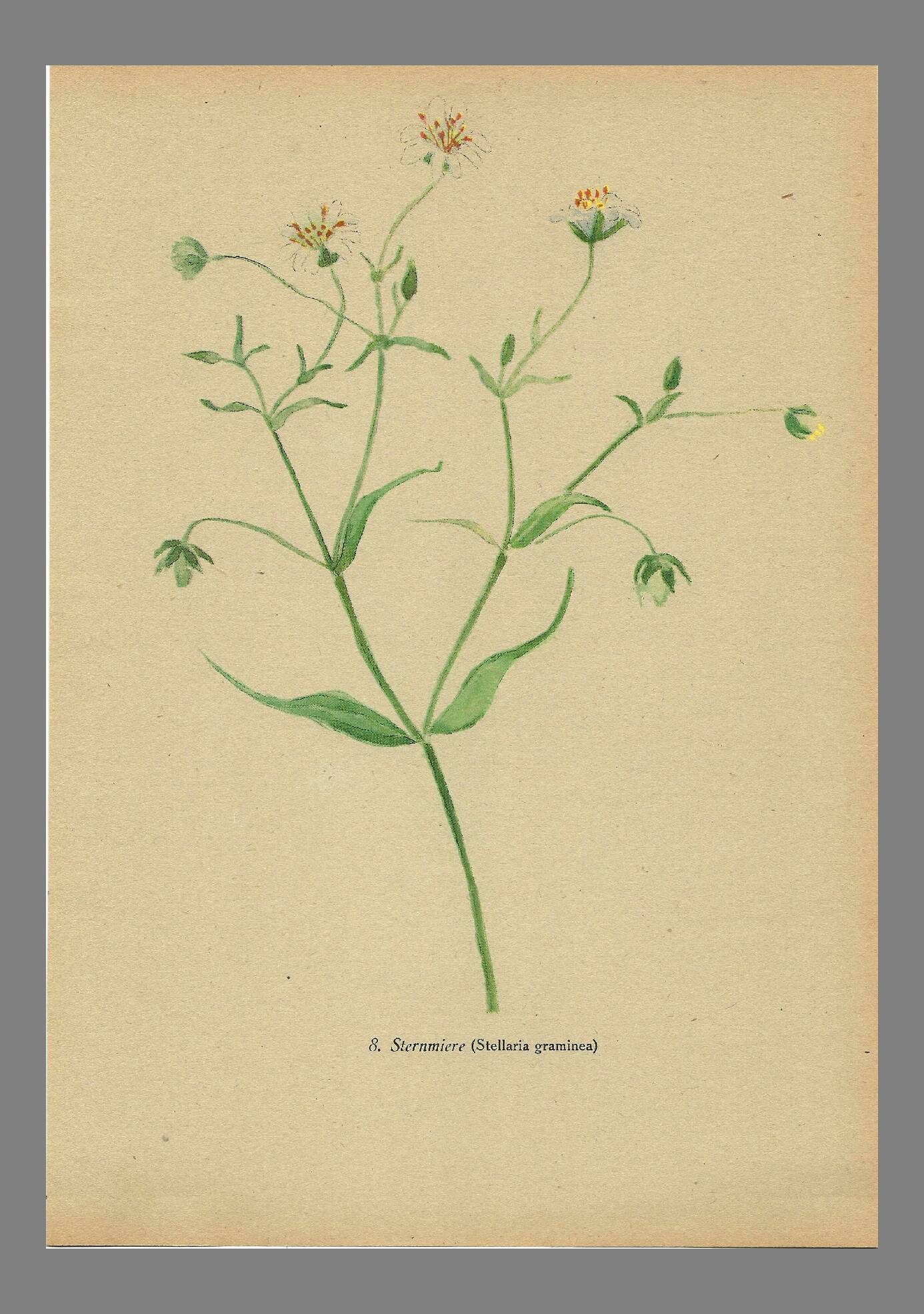 Old illustration 1948 - Stellar by Strache - Wild Flora plate