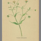 Old illustration 1948 - Stellar by Strache - Wild Flora plate