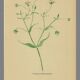 Old illustration 1948 - Stellar by Strache - Wild Flora plate