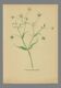 Old illustration 1948 - Stellar by Strache - Wild Flora plate