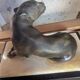 Art Deco Panther in patinated cast iron on a base of onyx and black marble