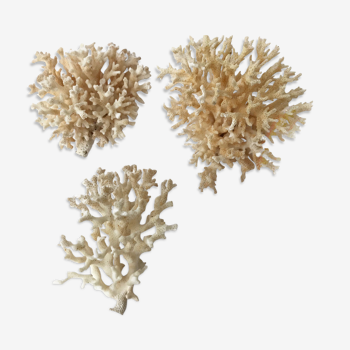Lot of 3 small pacific coral bushes