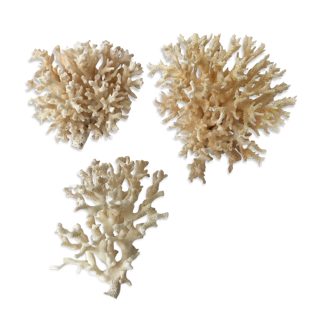 Lot of 3 small pacific coral bushes