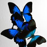 Flight of butterflies under globe