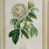 Botanical frame Rose de Provins