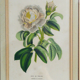 Cadre botanique Rose de Provins