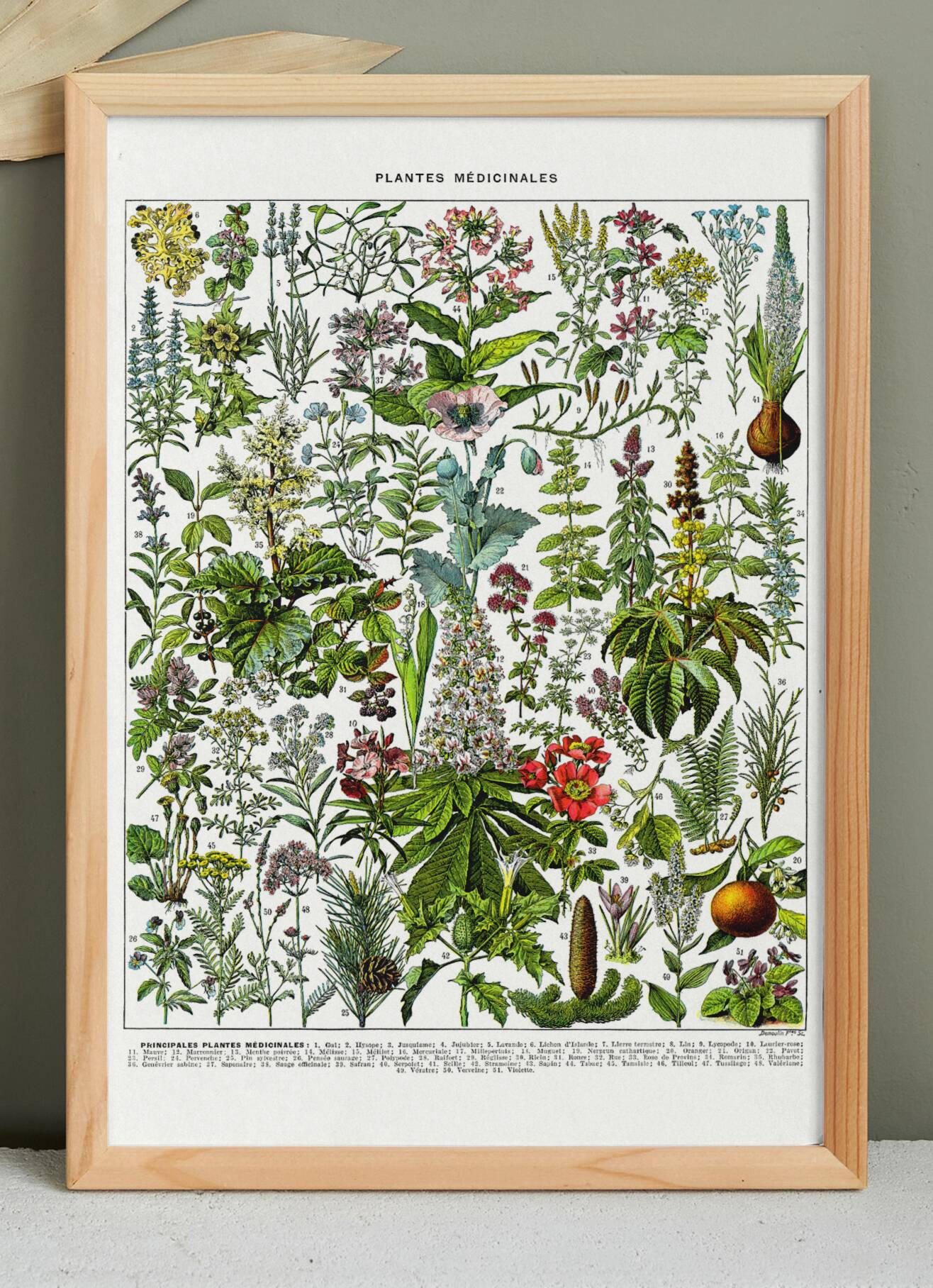 Affiche sur les plantes médicinales "gui", d'après une lithographie de 1928