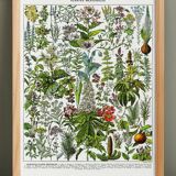 Poster on medicinal plants "mistletoe", based on a 1928 lithograph