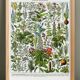 Poster on medicinal plants "mistletoe", based on a 1928 lithograph