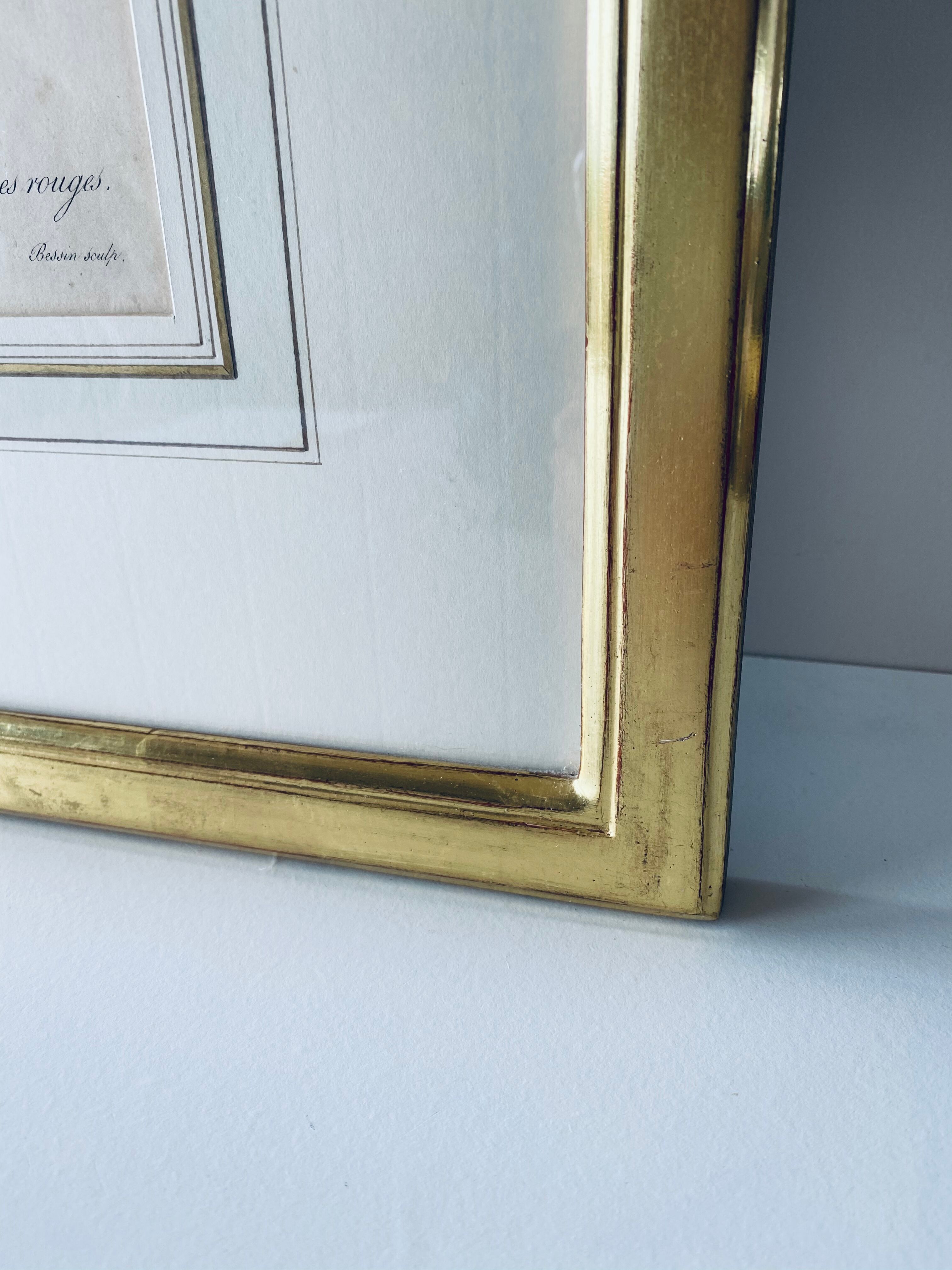 Botanical engraving framed