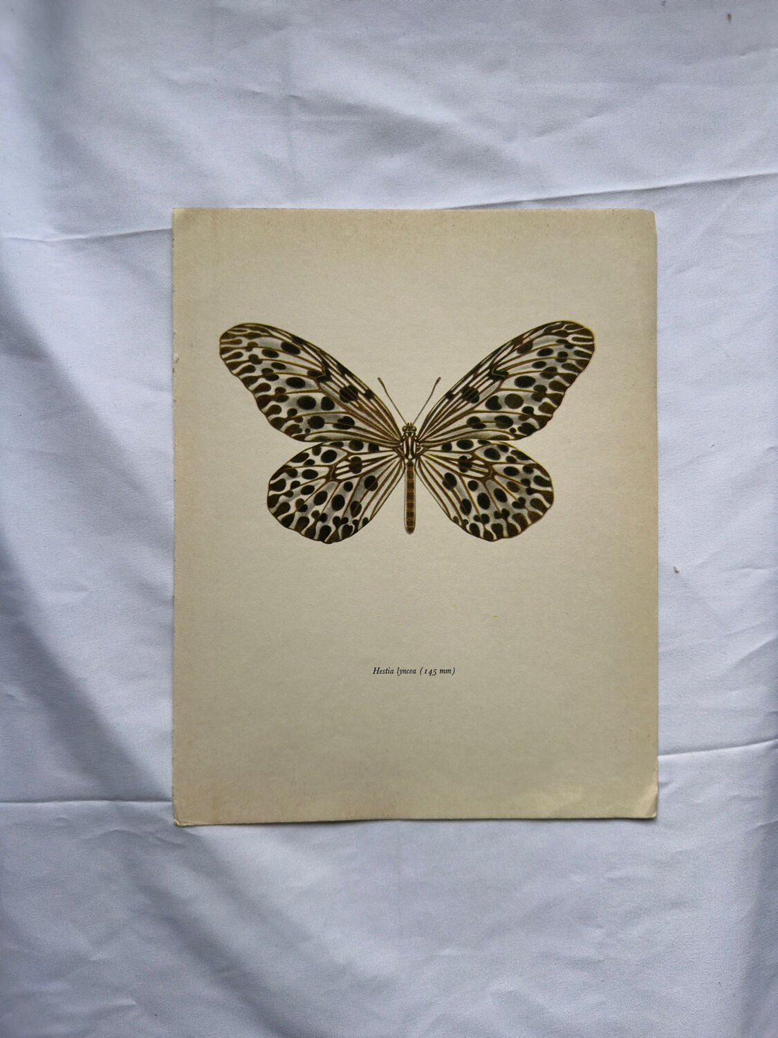 Old butterfly engraving vintage botanical poster