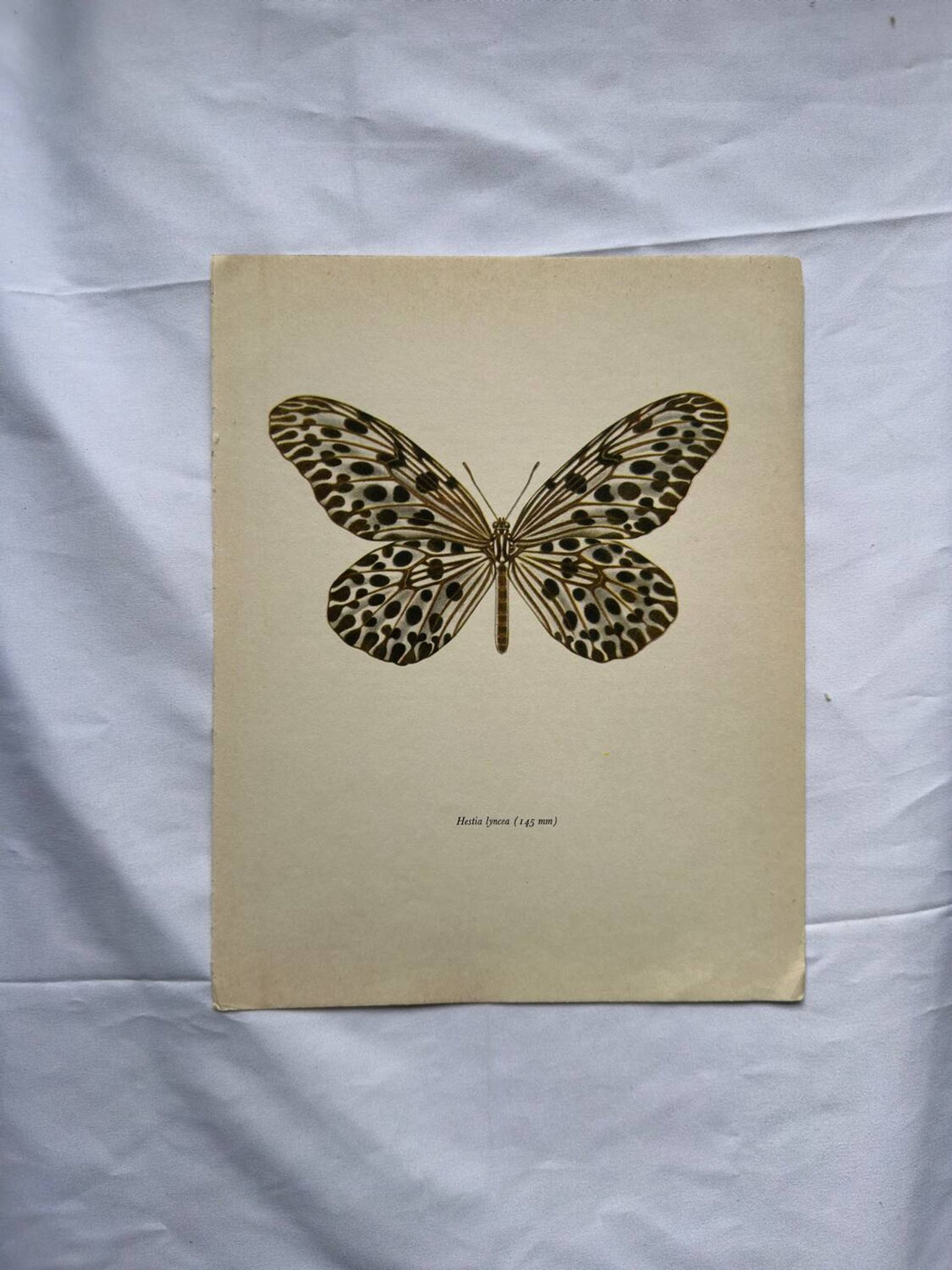 Gravure papillon ancienne déco vintage affiche botanique