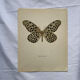 Old butterfly engraving vintage botanical poster