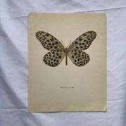 Gravure papillon ancienne déco vintage affiche botanique