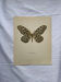 Old butterfly engraving vintage botanical poster