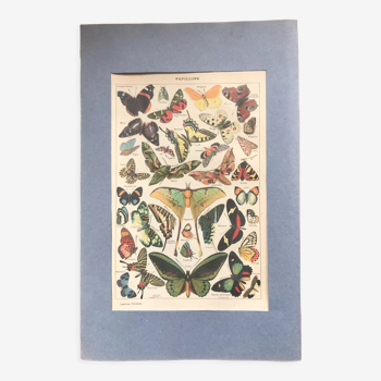 Planche papillons lithographie vintage originale