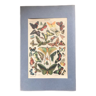 Original vintage lithograph butterflies board