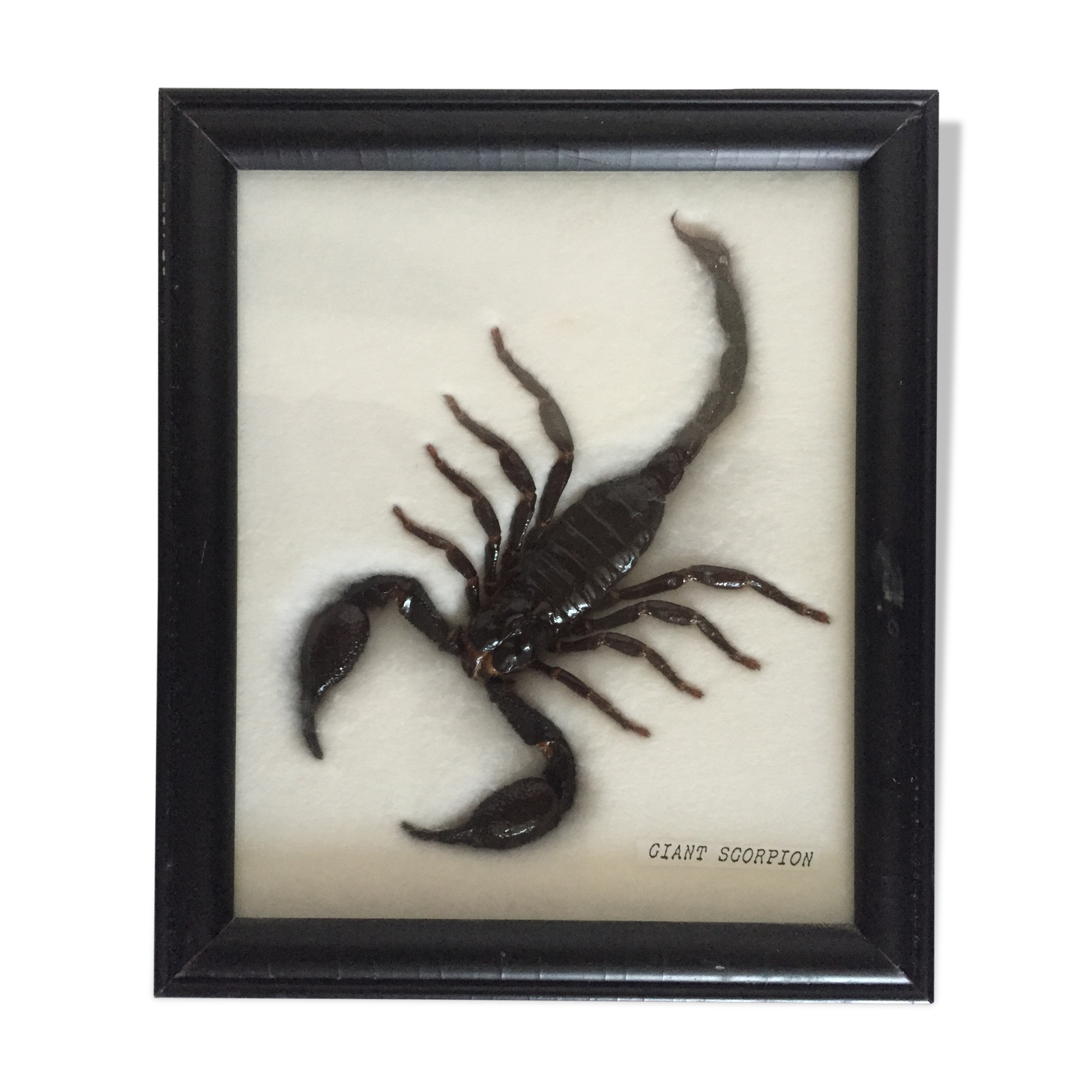 Naturalized Scorpion under glass
